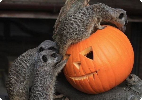 Хэллоуин для животных из разных зоопарков мира