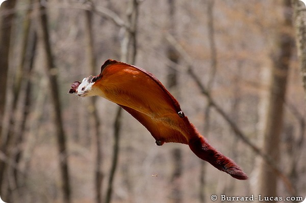 Бело-рыжая летяга (лат. Petaurista alborufus)