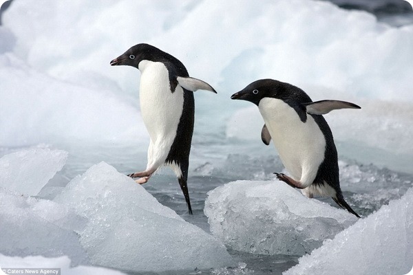 Пингвины Адели с острова Дьявола
