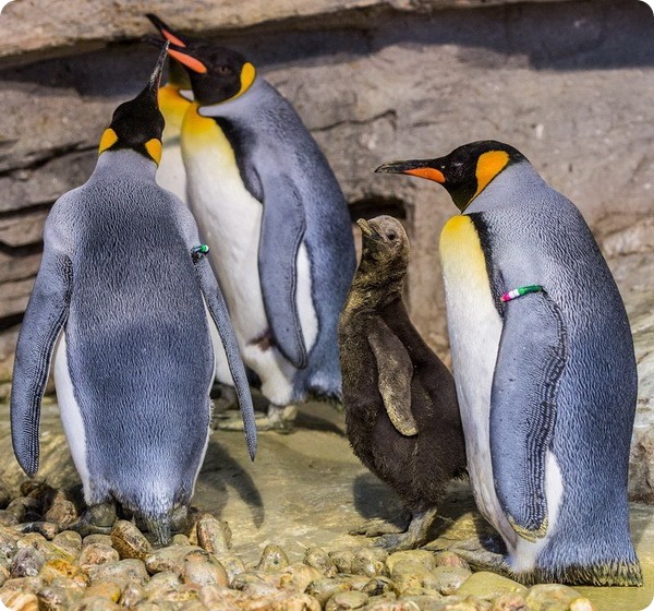 Мюнхенский зоопарк представил птенца королевского пингвина