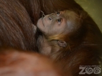 В зоопарке США родился детеныш суматранского орангутанга