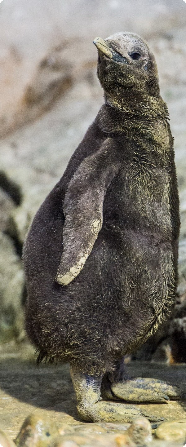 Мюнхенский зоопарк представил птенца королевского пингвина