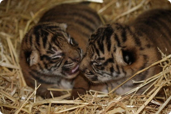 В зоопарке Гамильтона родились суматранские тигрята