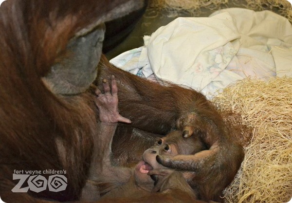 В зоопарке США родился детеныш суматранского орангутанга