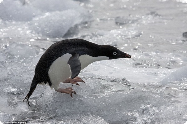 Пингвины Адели с острова Дьявола