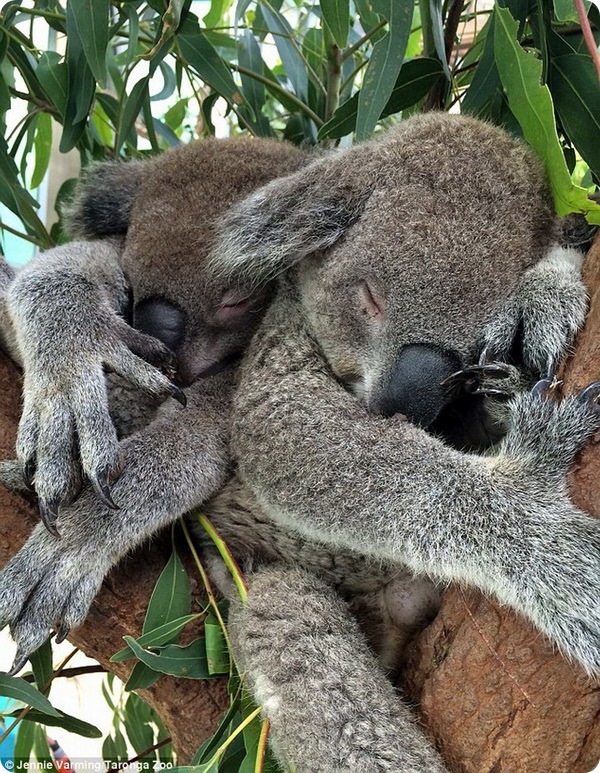 В зоопарке Таронга появился новый самец коалы