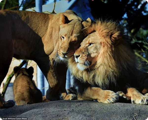 Львиное семейство из зоопарка Woodland Park