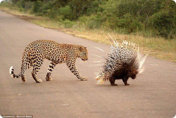 Неожиданная встреча леопарда с дикобразом