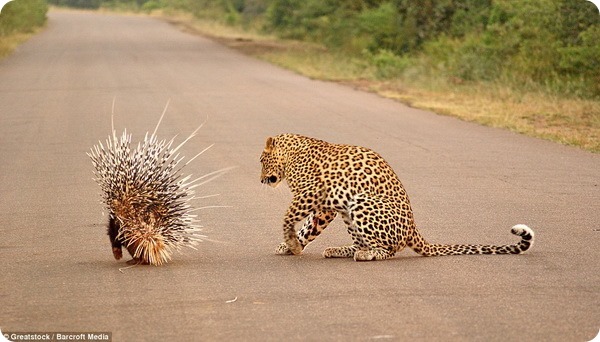 Неожиданная встреча леопарда с дикобразом