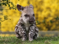 В зоопарке Линтона родился детеныш бразильского тапира