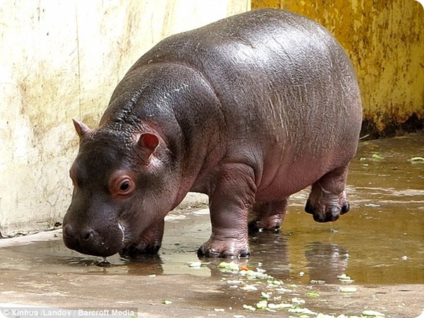 В зоопарке Цзинаня родился детеныш бегемота