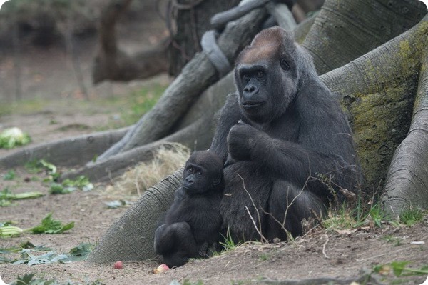 Зоопарк Бронкса представил двух детенышей гориллы