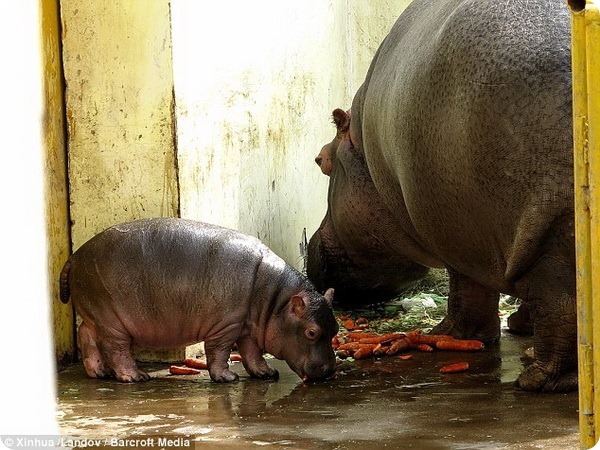 В зоопарке Цзинаня родился детеныш бегемота