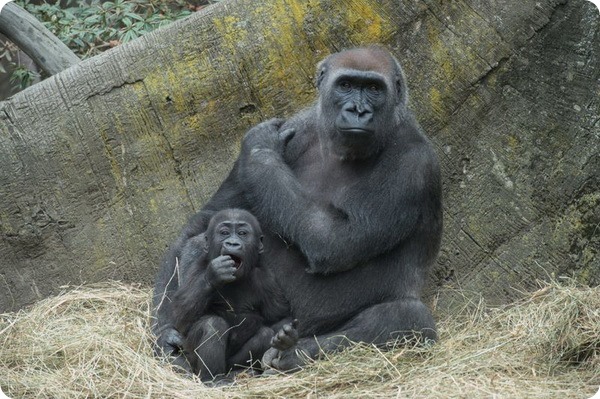 Зоопарк Бронкса представил двух детенышей гориллы