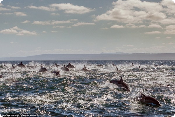 Охота дельфинов у берегов Южной Африки