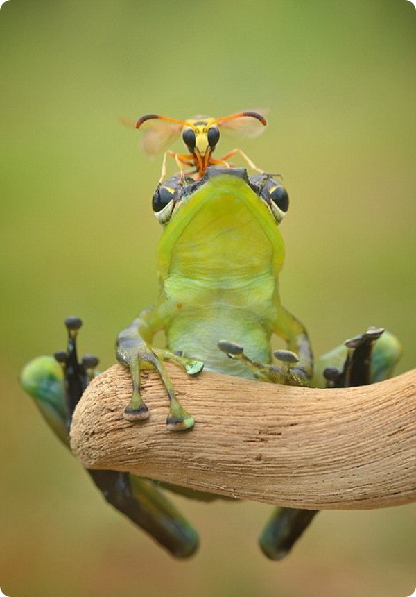 Лягушка и оса от индонезийского фотографа Фрэнки Юнга