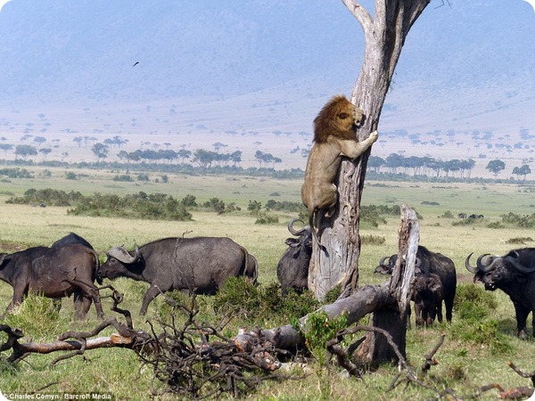 Льву пришлось забраться на дерево, спасаясь от буйволов