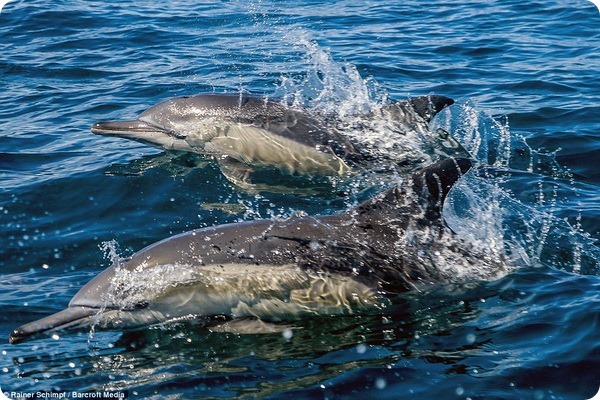 Охота дельфинов у берегов Южной Африки