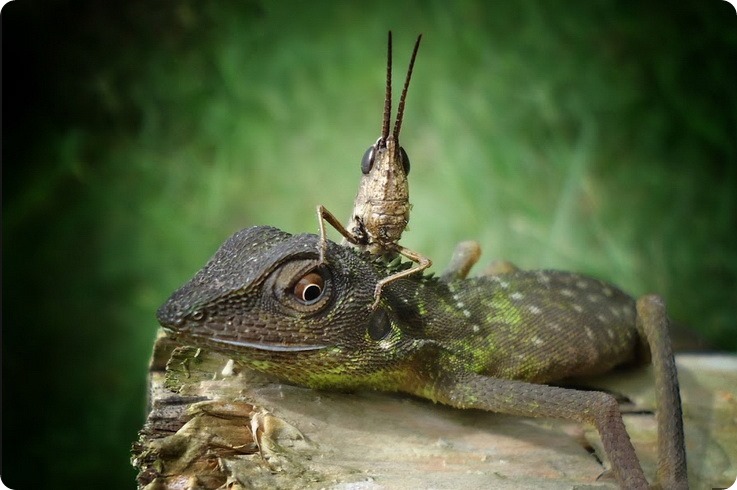 Лягушка и оса от индонезийского фотографа Фрэнки Юнга