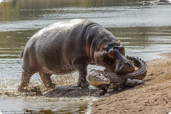 Cамка бегемота защитила своего малыша от крокодила