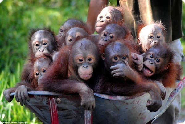 Спасение индонезийских орангутангов