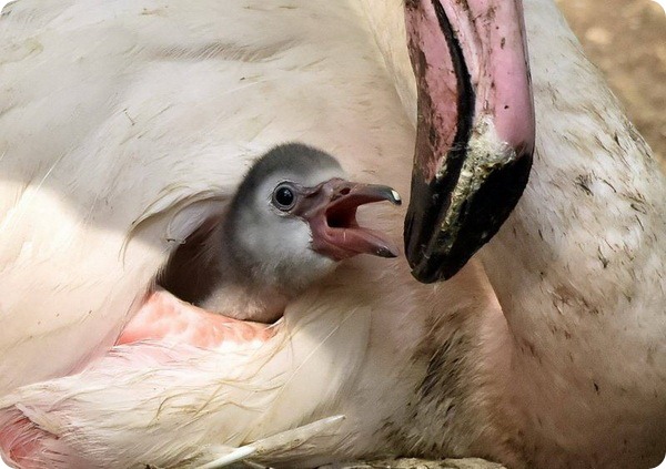 В зоопарке Цинциннати вылупились птенцы фламинго