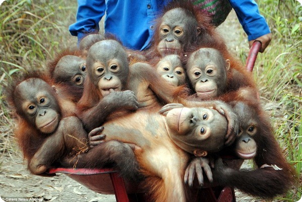 Спасение индонезийских орангутангов