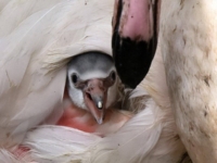 В зоопарке Цинциннати вылупились птенцы фламинго