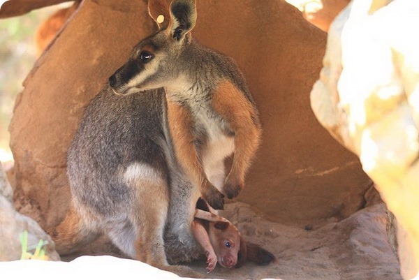 Зоопарк Аделаиды спас детеныша древесного кенгуру