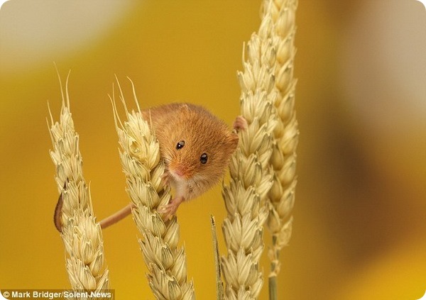 Мышь-малютка от фотографа Марка Бриджера