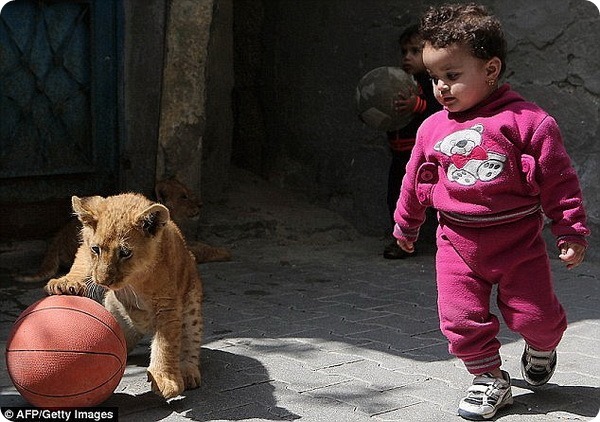 В секторе Газа спасли двух львят