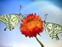 Бабочки и стрекозы от фотографа Мауро Майоне