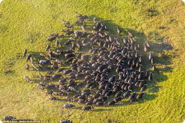 Вид сверху: Потрясающие фотографии животных Окаванго