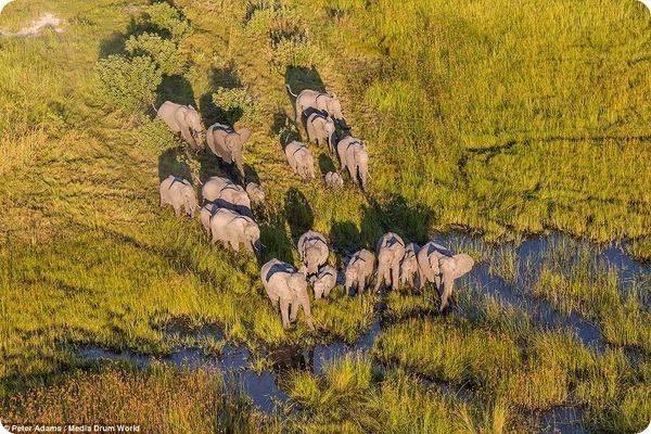 Вид сверху: Потрясающие фотографии животных Окаванго