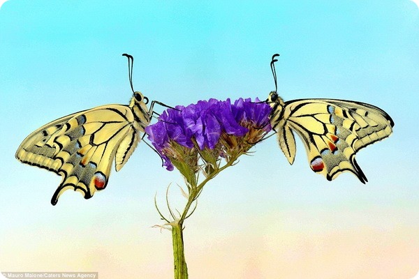 Бабочки и стрекозы от фотографа Мауро Майоне 