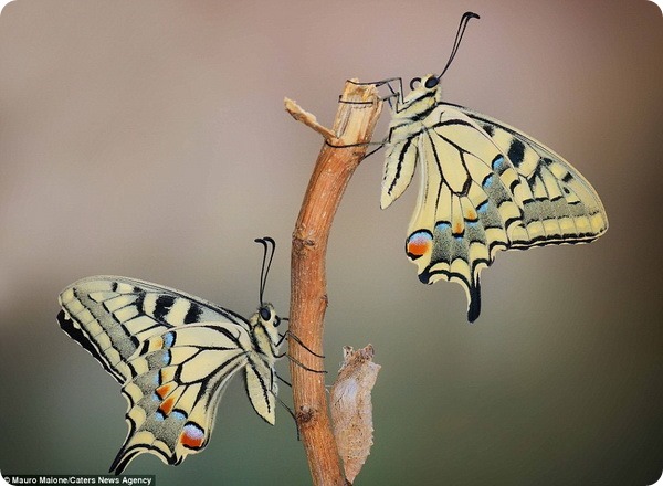 Бабочки и стрекозы от фотографа Мауро Майоне 