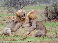 В парке Крюгера двое львов подрались из-за самки