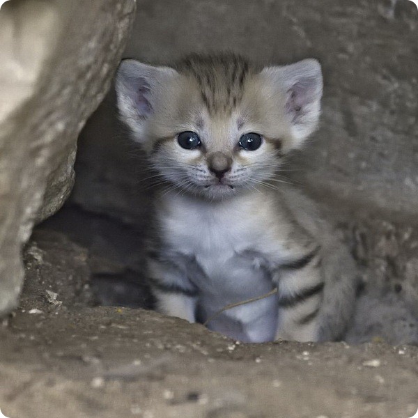 Котята барханной кошки из зоопарка Рамат-Гана