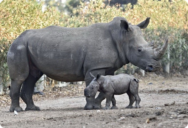 Зоопарк Израиля представил детеныша белого носорога
