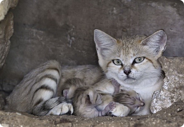 Котята барханной кошки из зоопарка Рамат-Гана