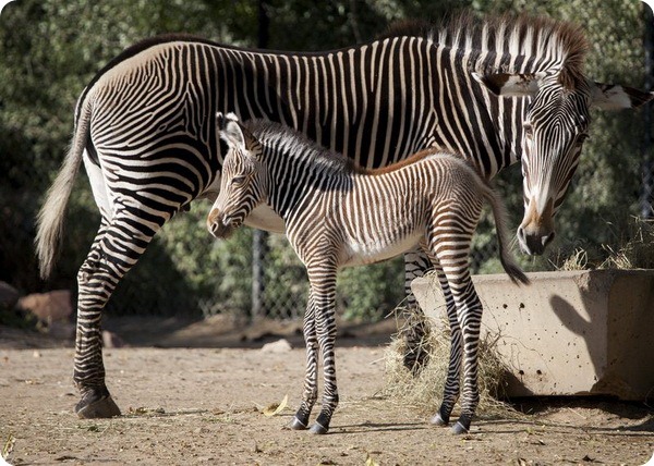 В зоопарке Денвера родился детеныш зебры Греви