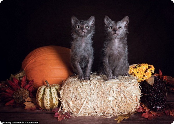 Хэллоуин с экзотическими кошками-вервольфами