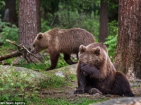 Семейство медведей от фотографа Вилле Пяякконена