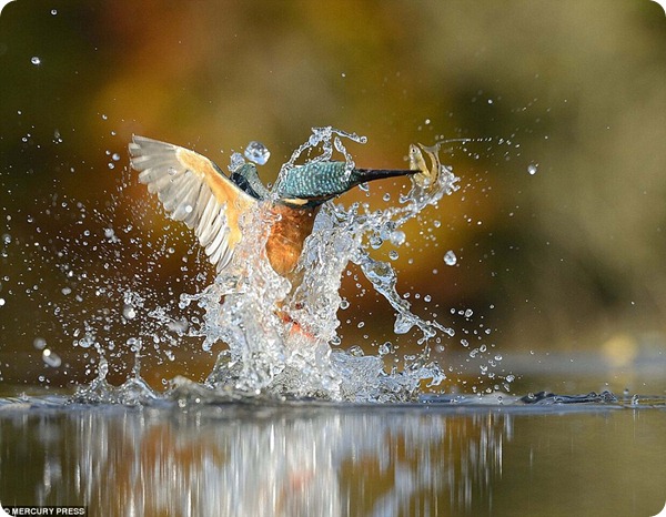 Идеальный снимок зимородка шотландского фотографа