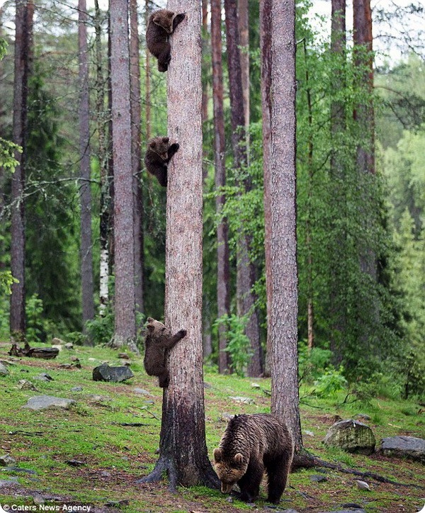 Семейство медведей от фотографа Вилле Пяякконена
