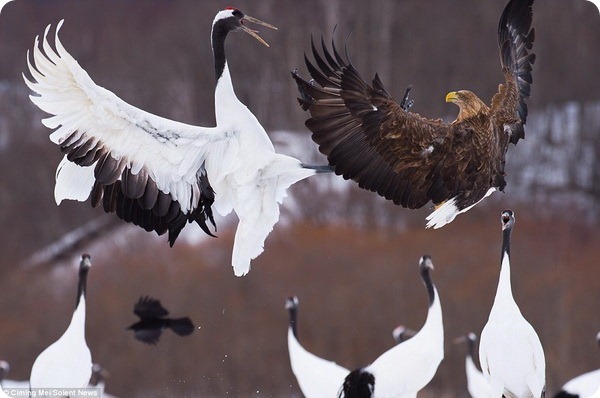 Схватка между японским журавлем и орланом-белохвостом