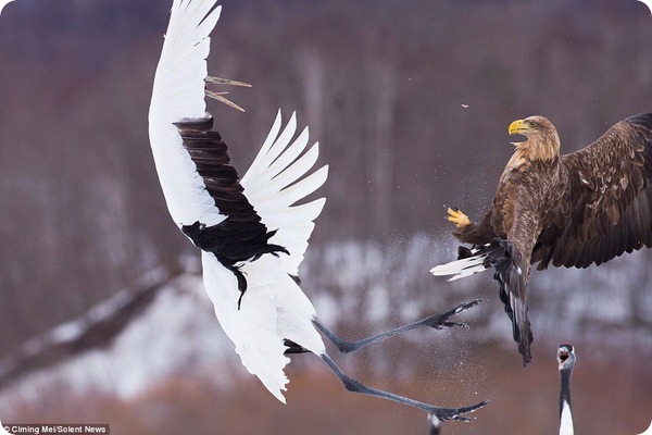 Схватка между японским журавлем и орланом-белохвостом