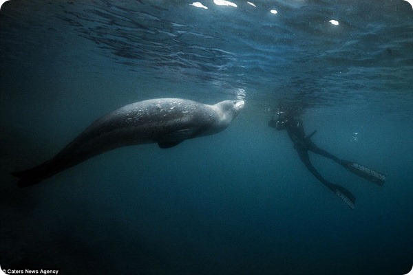 Морской леопард с удовольствием позирует для фотографа 