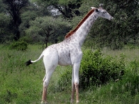 Редкий белый жираф из Национального парка в Танзании