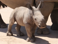 В зоопарке Таронга родился детеныш белого носорога